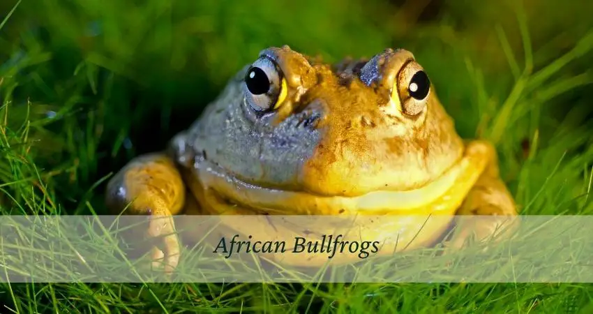 African Bullfrogs