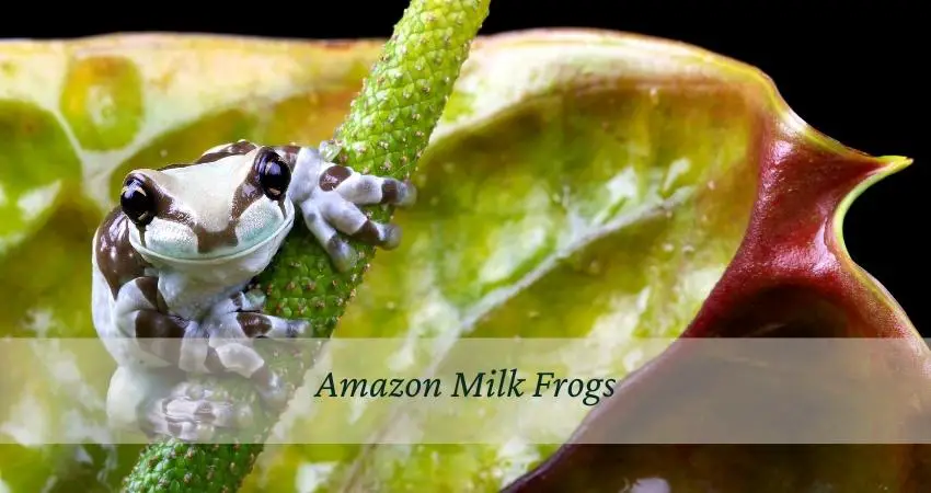 Amazon Milk Frogs