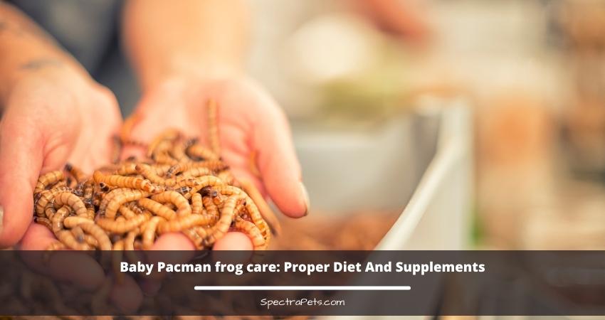 Baby Pacman Frog Proper Diet And Supplements