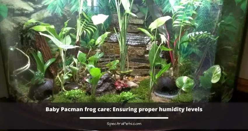 Baby Pacman Frog Care: The Only Guide You'll Ever Need!