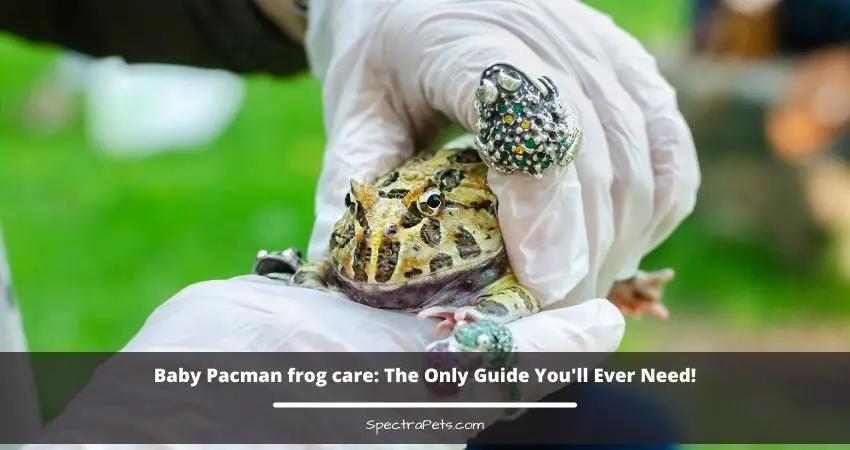 Baby Pacman frog care