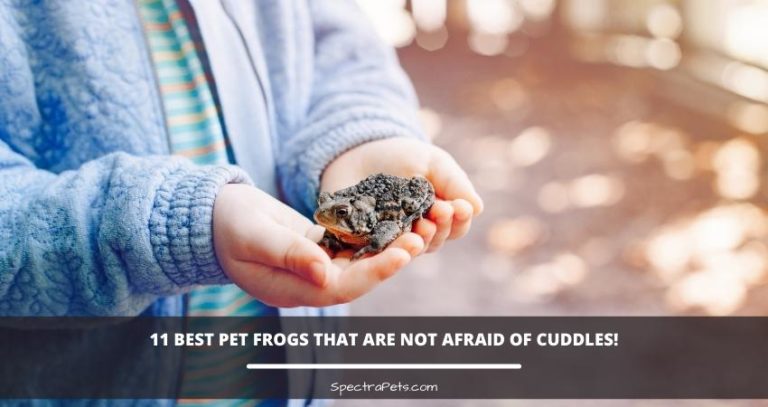 11 Best Pet Frogs That Are Not Afraid Of Cuddles!