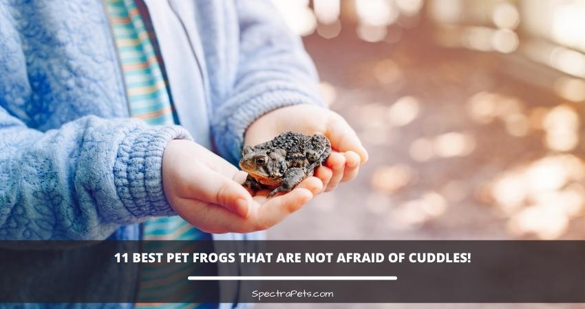 Best Pet Frogs You Can Hold