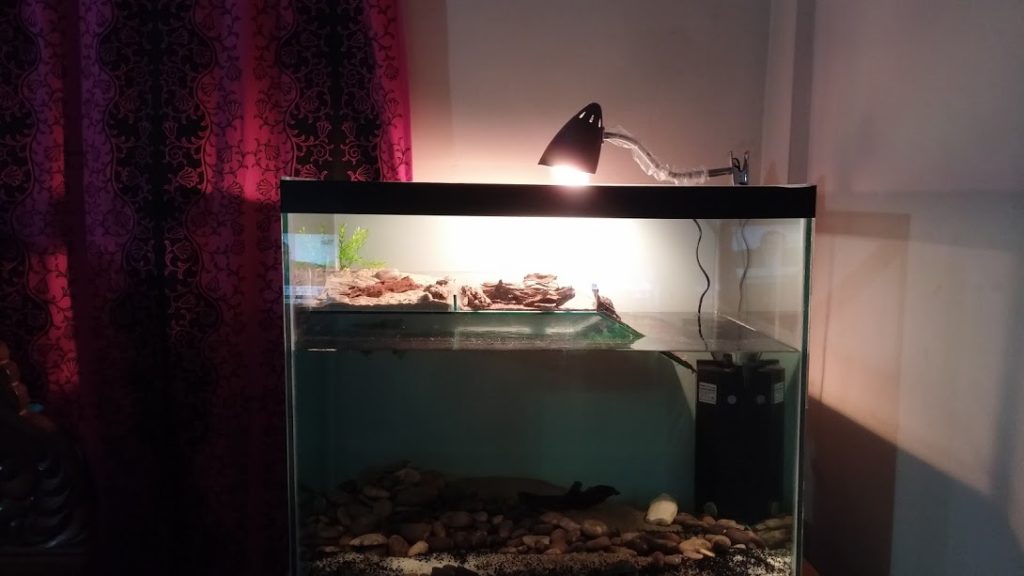 My Turtle Tank Setup