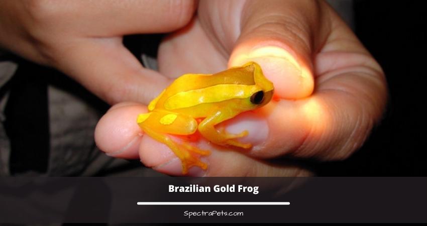 Brazilian Gold Frog