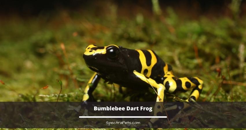 Bumblebee Dart Frog