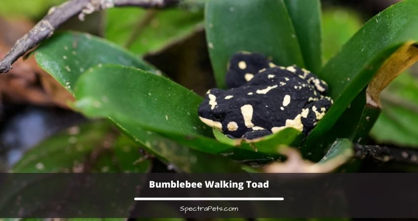 Bumblebee Walking Toad