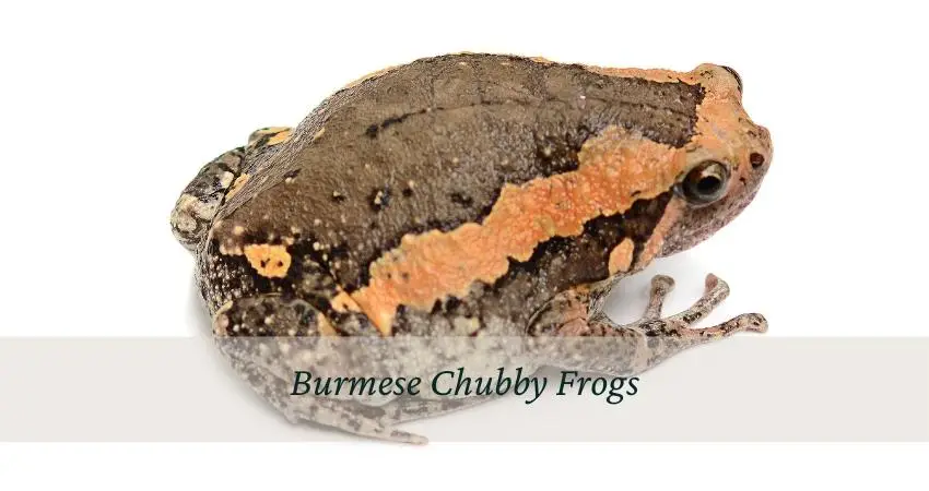 Burmese Chubby Frogs