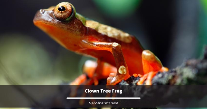 Clown Tree Frog