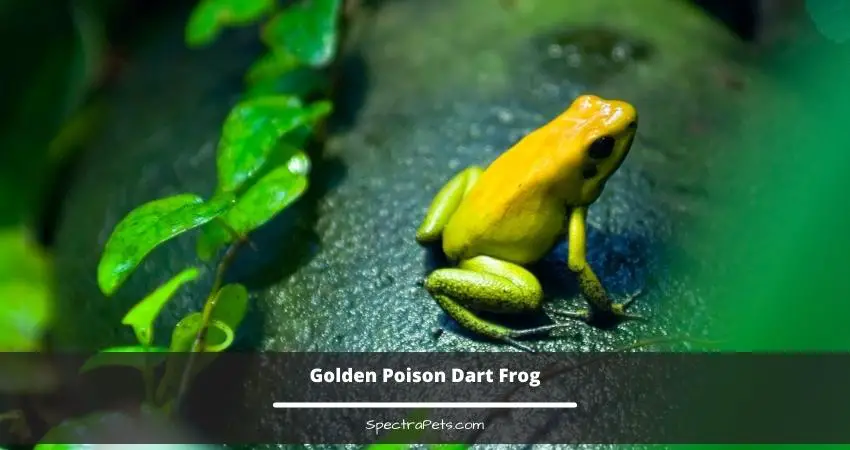 Golden Poison Dart Frog