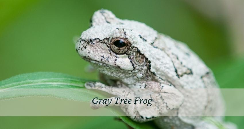 Gray Tree Frog