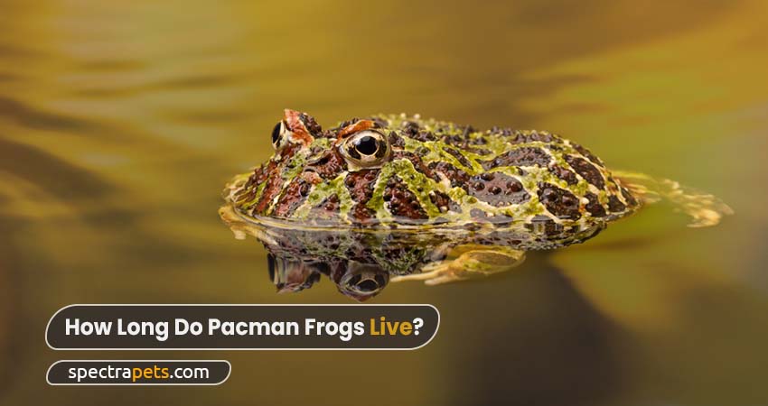 How long do Pacman frogs live