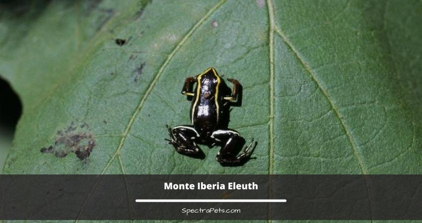 Monte Iberia Eleuth