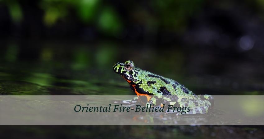 Oriental Fire-Bellied Frogs