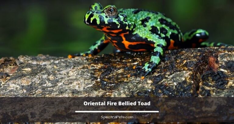 24 Most Popular Small Pet Frogs That Stay Small