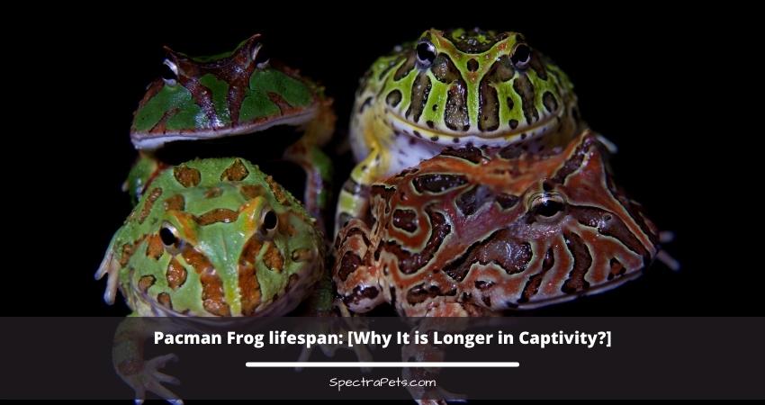 Pacman Frog lifespan