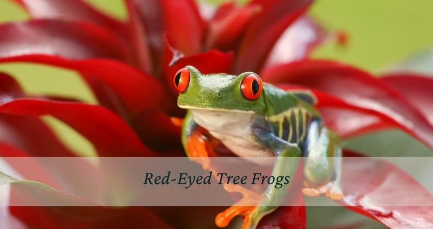 Red-Eyed Tree Frogs