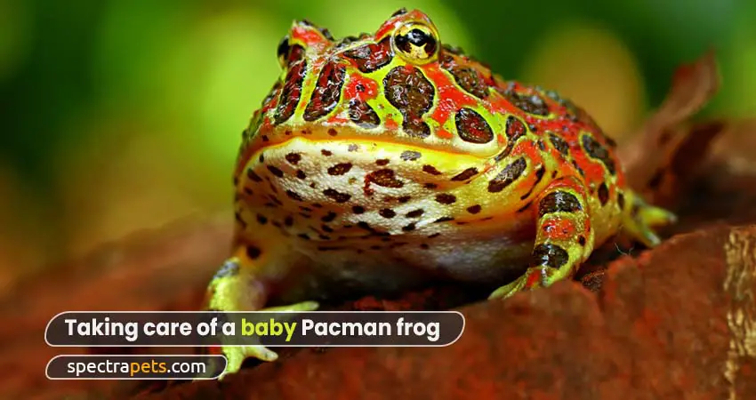 Taking care of a baby Pacman frog