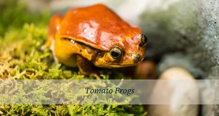 Tomato Frogs