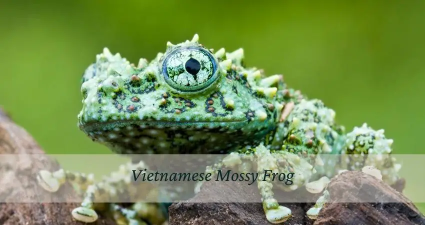 Vietnamese Mossy Frog