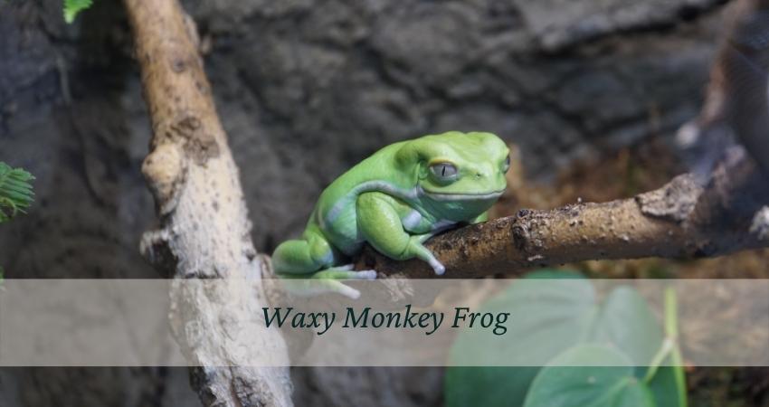 Waxy Monkey Frog