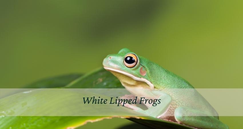 White Lipped Frogs