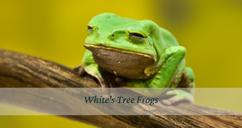 White's Tree Frogs