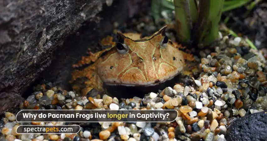 Why do Pacman Frogs live longer in Captivity