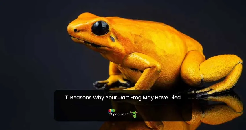 11 Reasons Why Your Dart Frog May Have Died