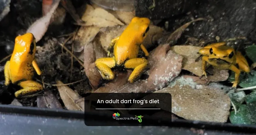 An adult dart frogs diet