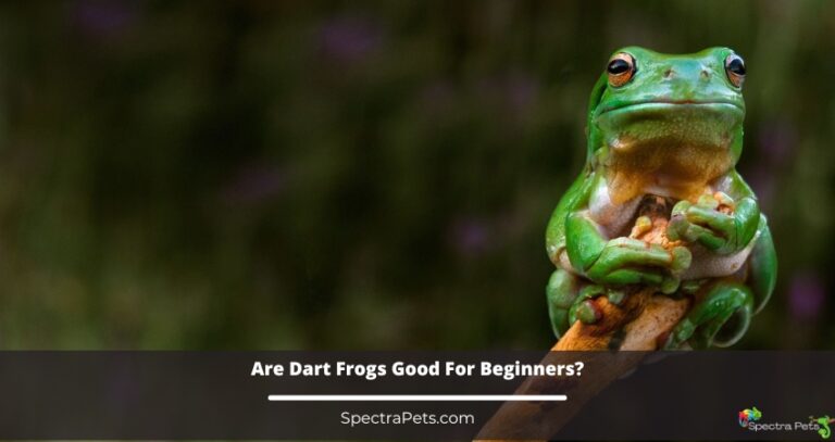 Are dart frogs good for beginners?