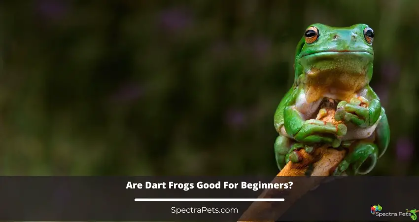 Are Dart Frogs Good For Beginners