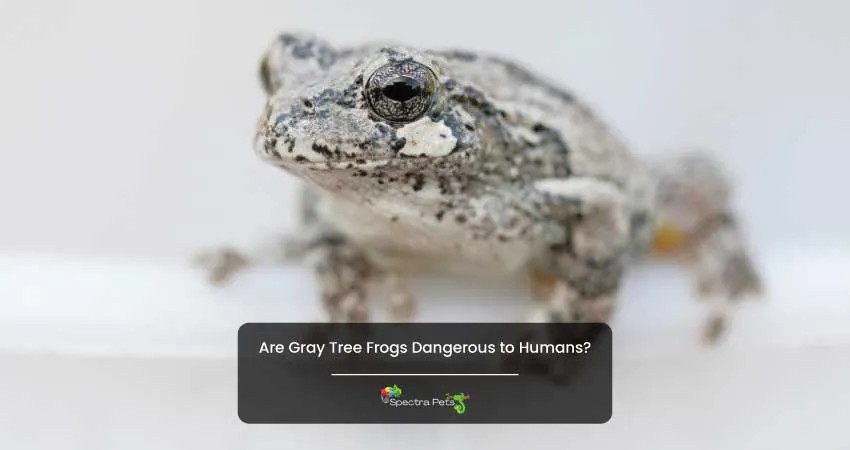 Are Gray Tree Frogs Dangerous to Humans
