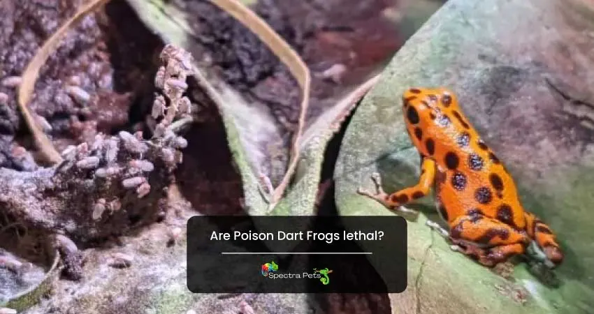 Are Poison Dart Frogs lethal