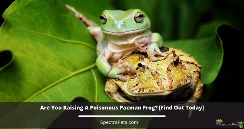 Are You Raising A Poisonous Pacman Frog?