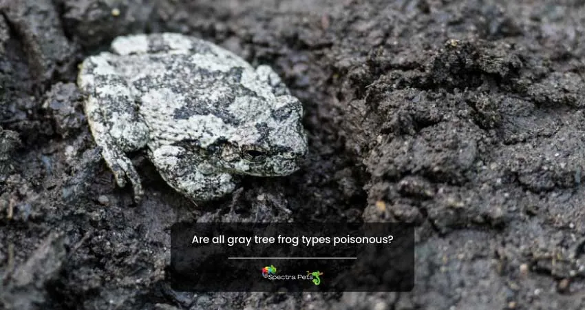 Are all gray tree frog types poisonous