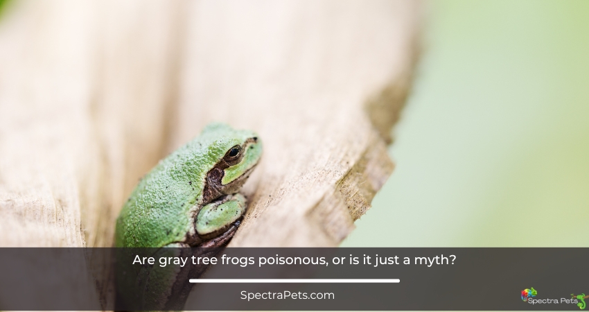 Are gray tree frogs poisonous