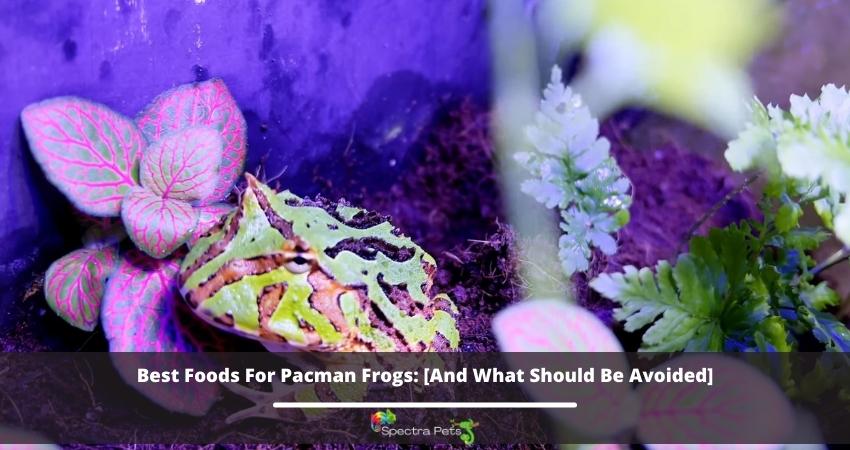 Best Foods For Pacman Frogs