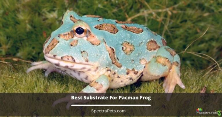 Best substrate for Pacman frog