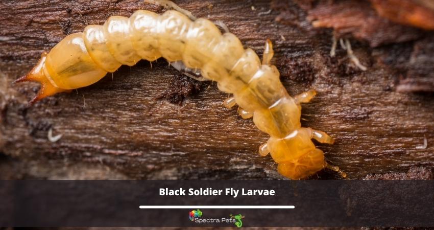 Black Soldier Fly Larvae