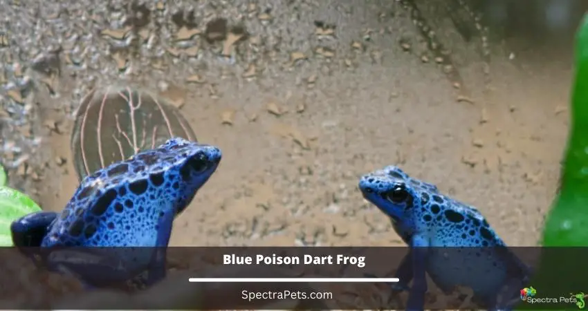 Blue Poison Dart Frog