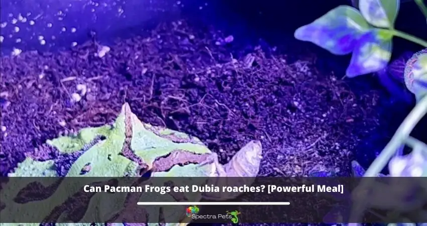 Can Pacman Frogs eat Dubia roaches