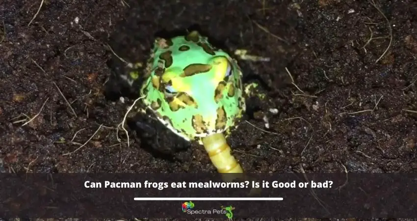 Can Pacman frogs eat mealworms