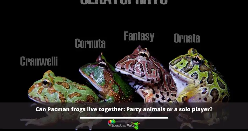 Can Pacman frogs live together