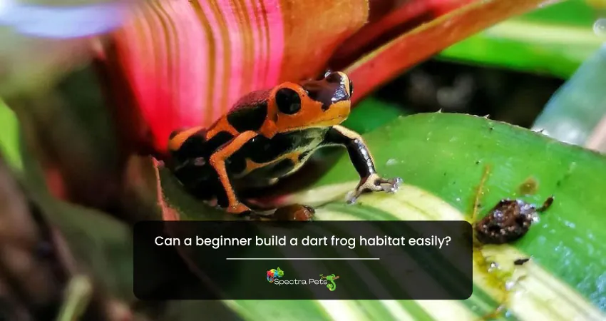 Can a beginner build a dart frog habitat easily