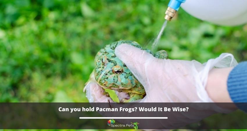 Can you hold Pacman Frogs