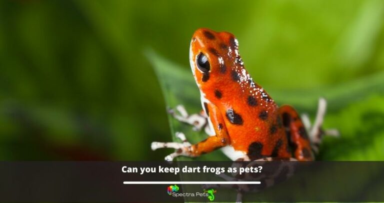Can you keep dart frogs as pets?