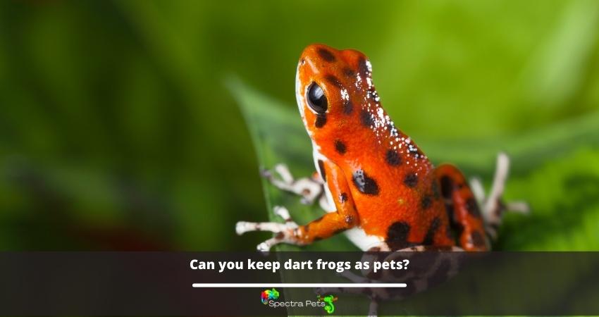 Can you keep dart frogs as pets