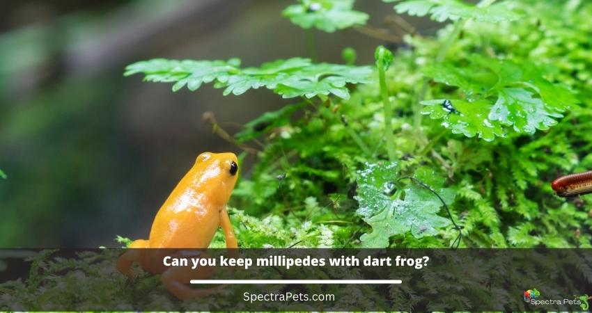 Can you keep millipedes with dart frog