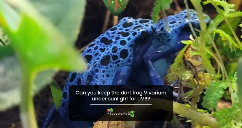 Can you keep the dart frog Vivarium under sunlight for UVB